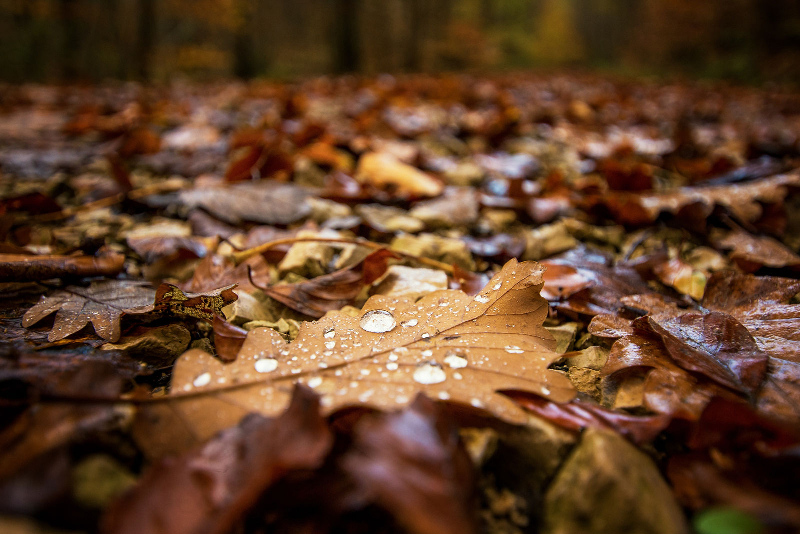 wet autumn leaves