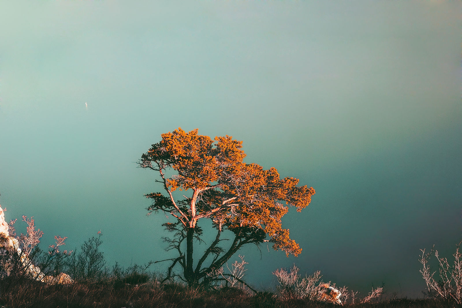Autumn tree