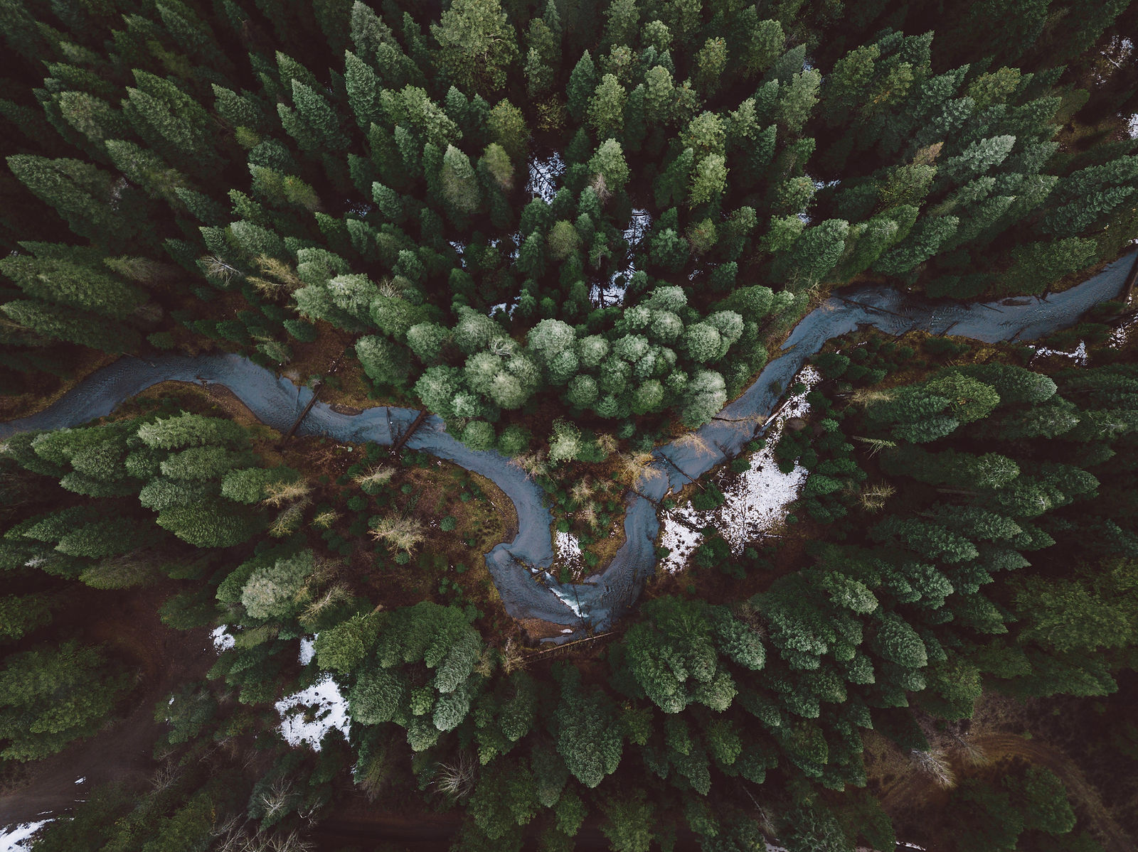Forest from above