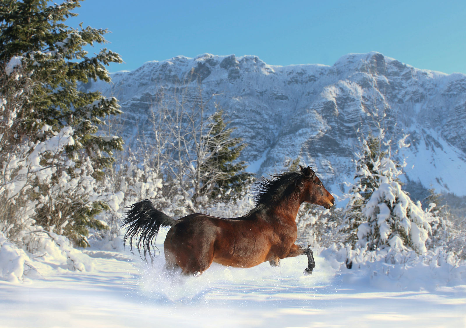 Horse running in snow