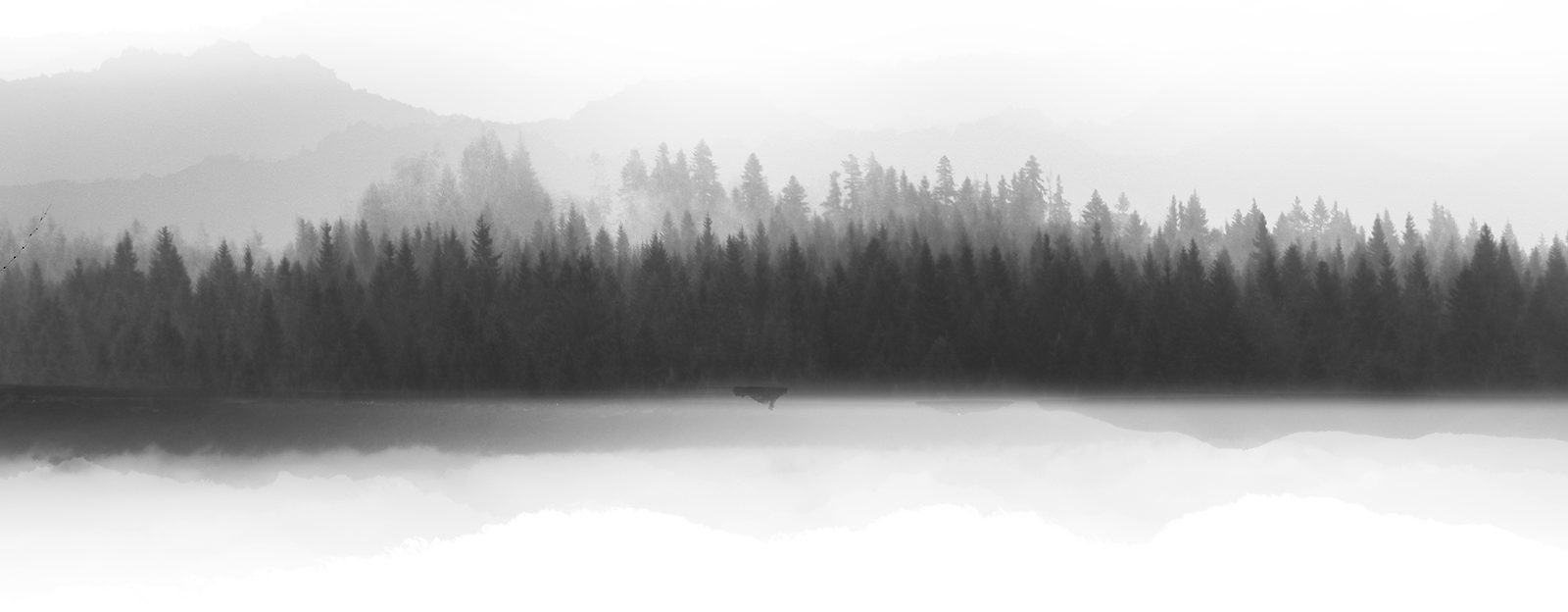 landscape forest