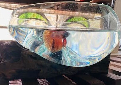 fish in a bowl