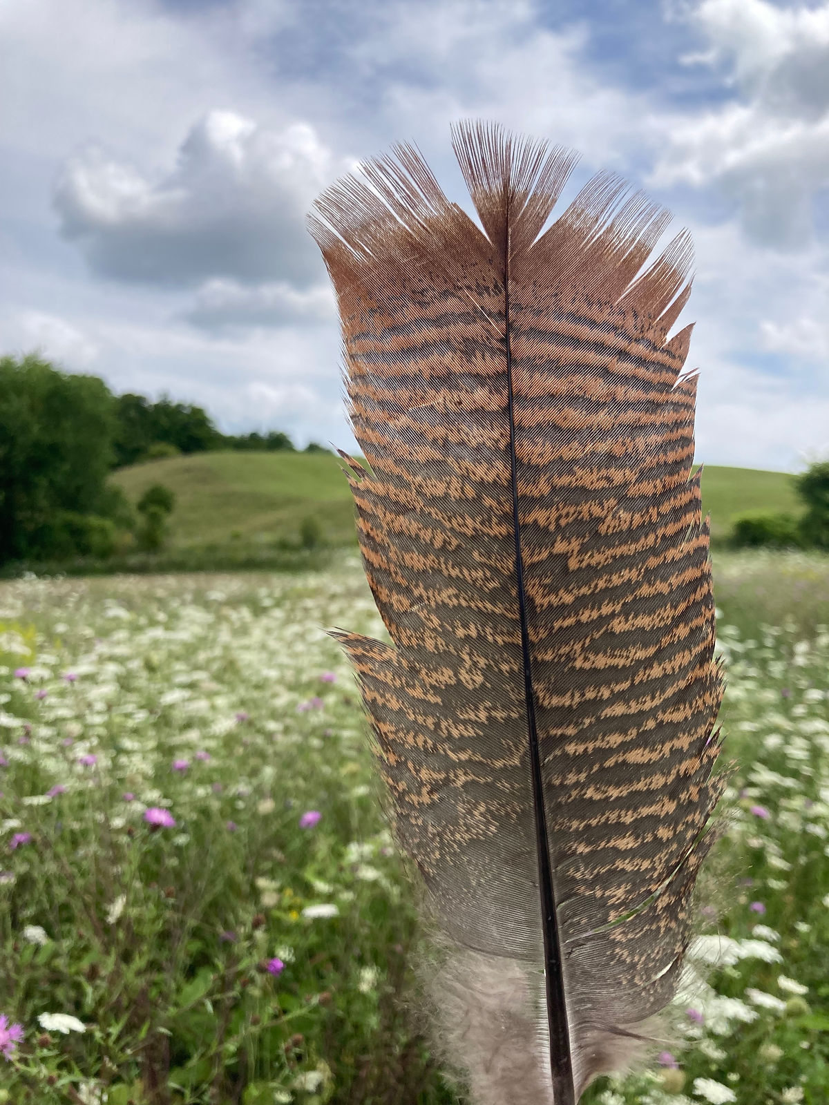 feather and nature