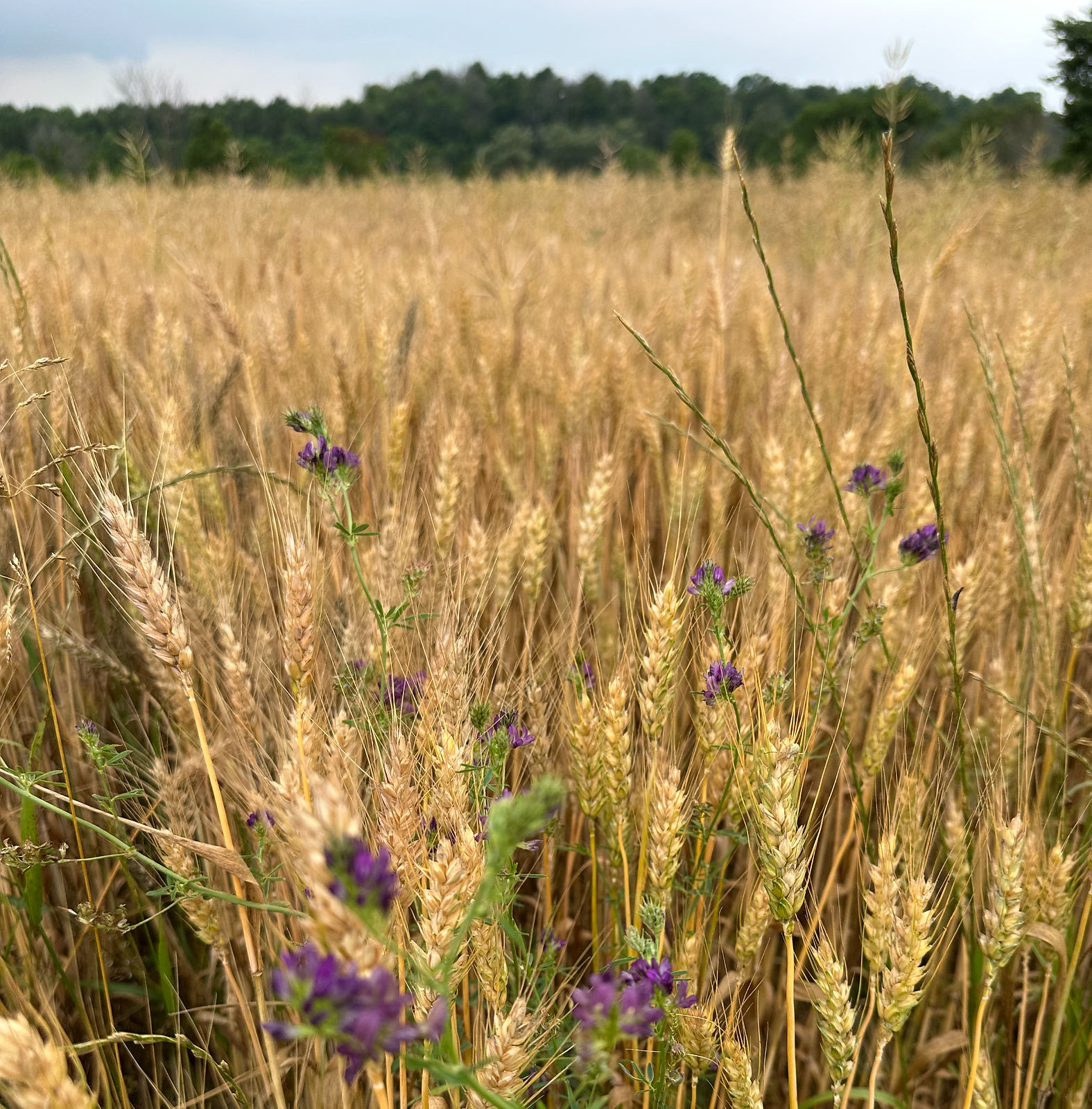field and flowers
