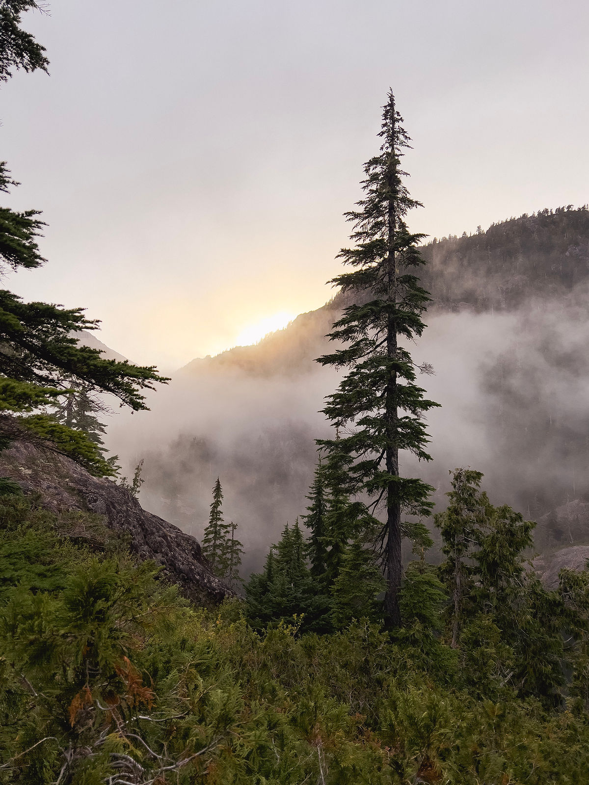 Forest Sunrise in the mountains