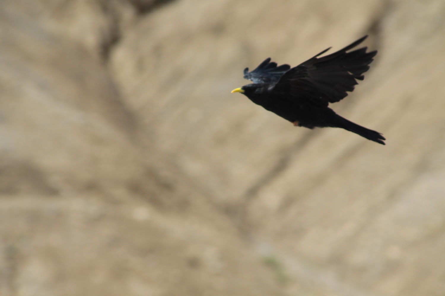 black bird flying